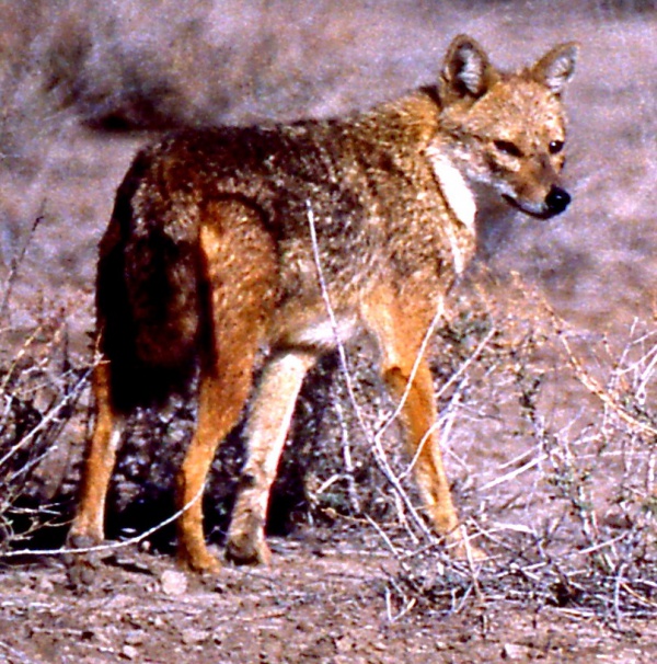 Common jackal