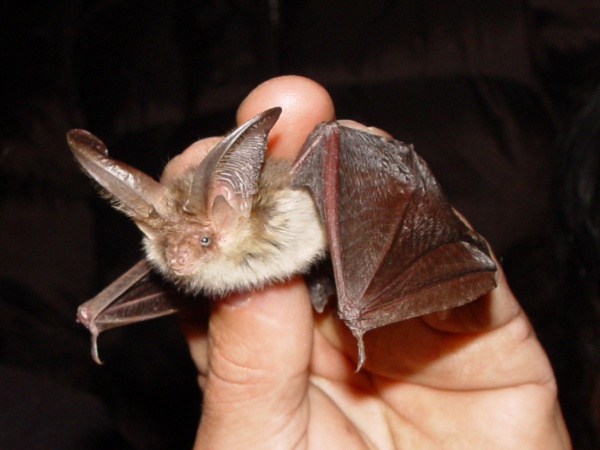 brown longeared bat