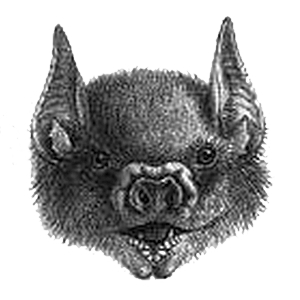Antillean fruit-eating bat