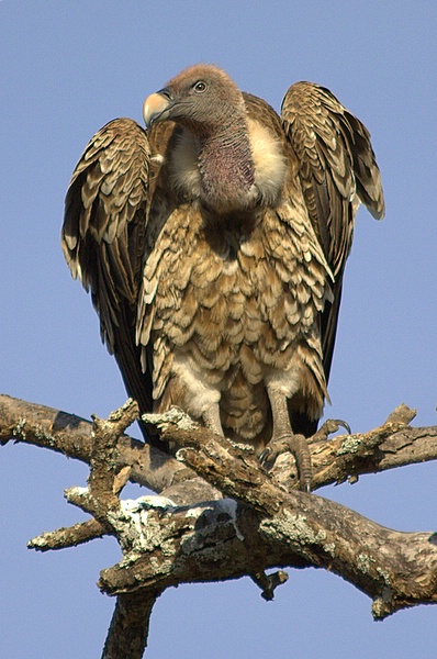 vautour de ruppell