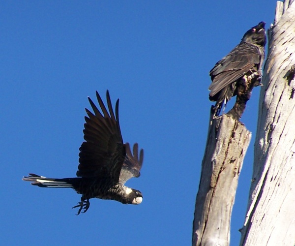 carnabys black cockatoo