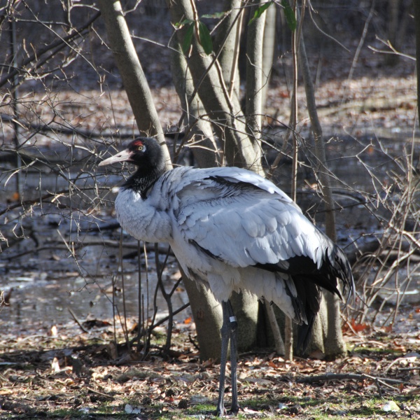 blacknecked crane