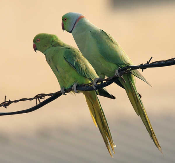 roseringed parakeet