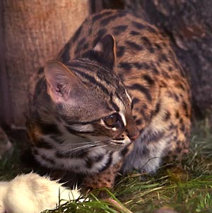 Chat-léopard