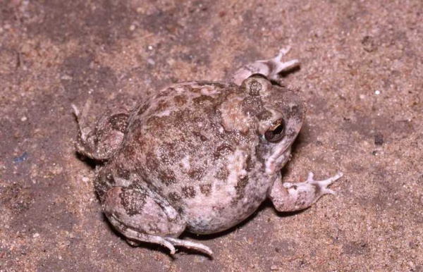 Catequero Bullfrog