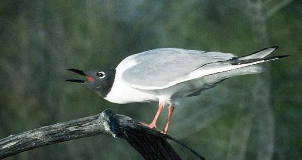 Mouette de Bonaparte