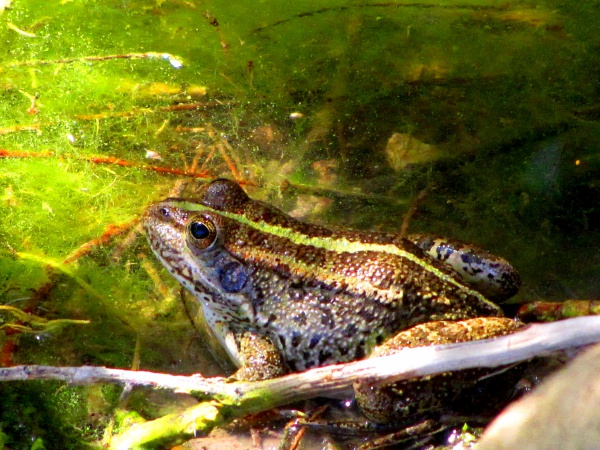 Levant water frog