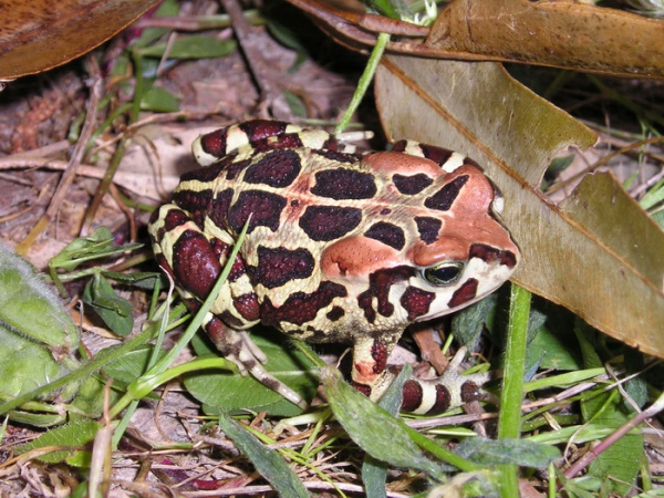 Western leopard toad