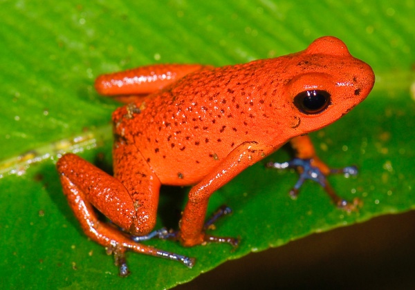 strawberry poisondart frog