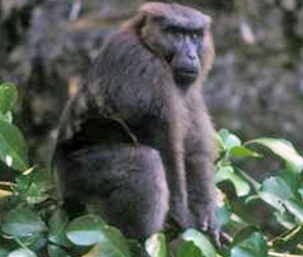 Moor macaque