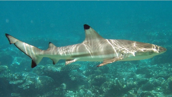 Requin à pointes noires