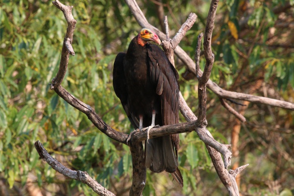 lesser yellowheaded vulture