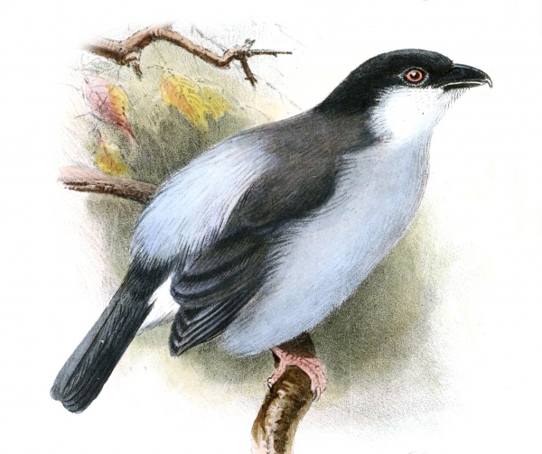 Pink-footed puffback