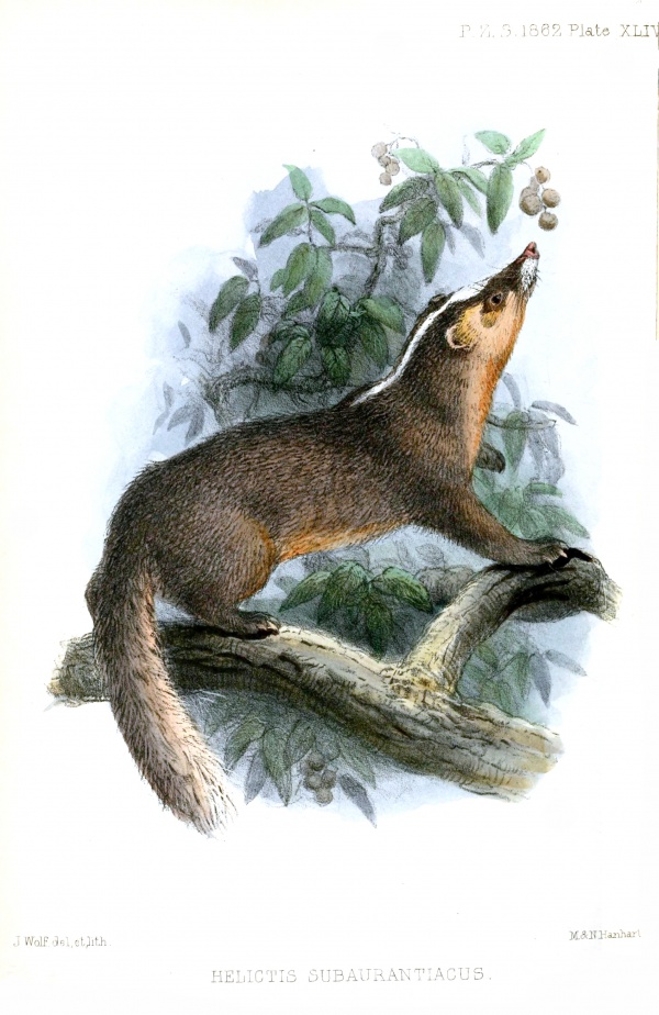 Chinese ferret-badger