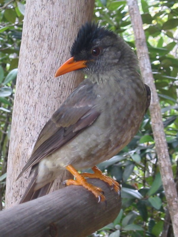 Seychellen-Rotschnabelbülbül