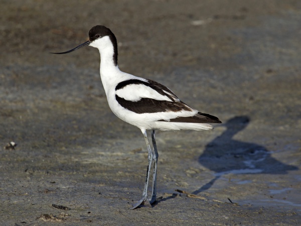 Pied avocet