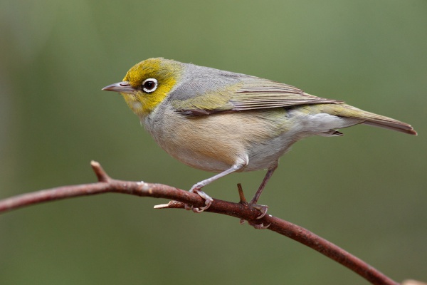 Zostérops à dos gris