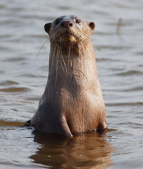 smoothcoated otter