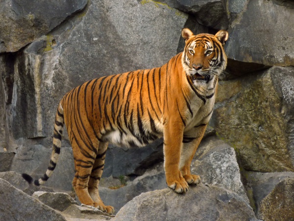 tygrys indochinski