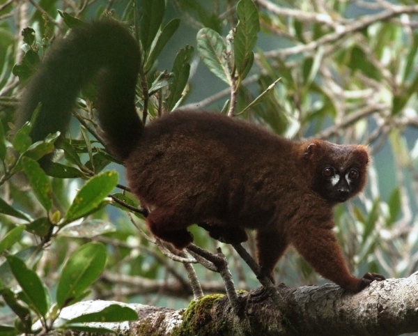 lemur a ventre roux
