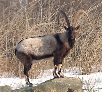 bezoar ibex