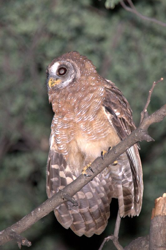 African wood owl