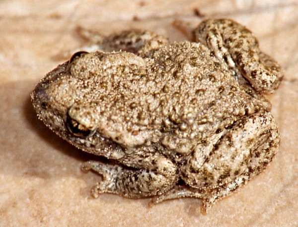 Olive Midwife Toad