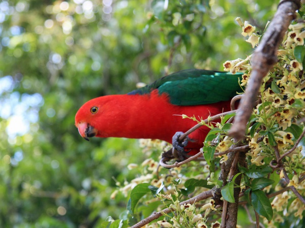 Australian king parrot