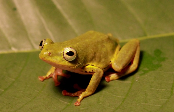 Braganca Reed Frog