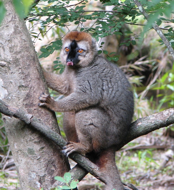 Eulemur rufifrons