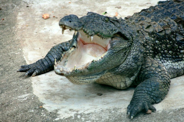 Mugger crocodile
