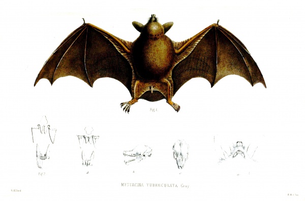 new zealand lesser shorttailed bat