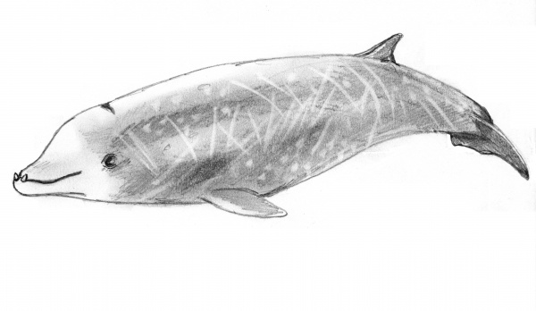 Baleine de Cuvier