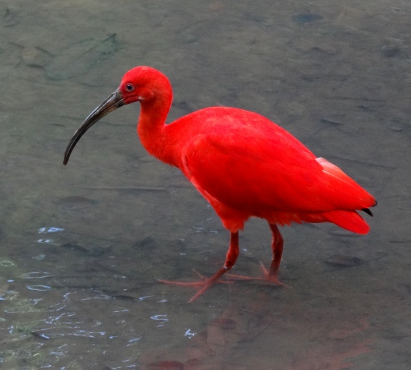 ibis szkarlatny