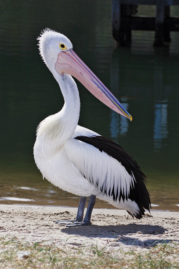 Pelikan australijski