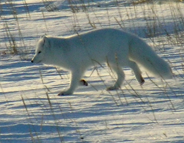 Arctic Fox - Wildlife in Greenland