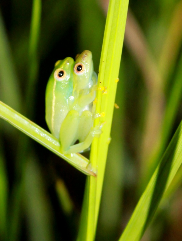 Longnose Reed Frog