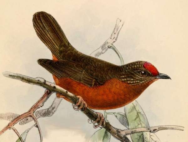 Red-fronted antpecker