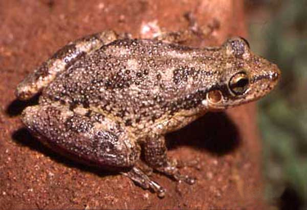 Lesser Snouted Treefrog