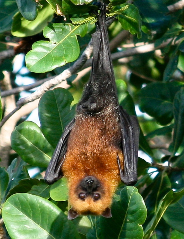 seychelles fruit bat