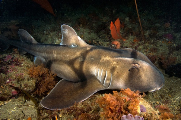 Port-Jackson-Stierkopfhai
