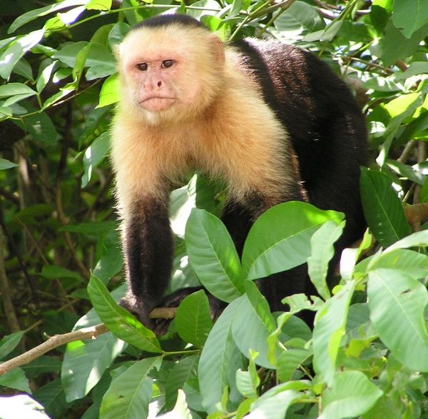 whiteheaded capuchin