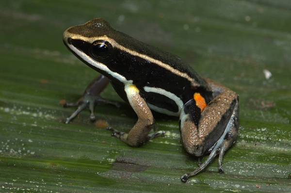 Brilliant-thighed Poison Frog
