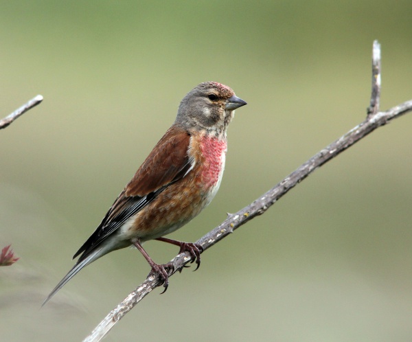 Linotte mélodieuse