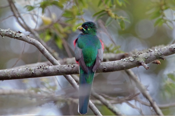 Narina trogon