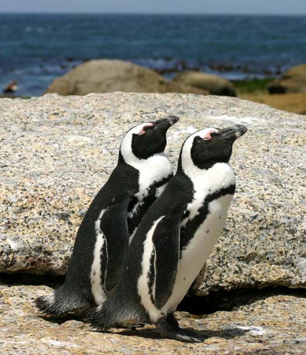 pingwin przyladkowy