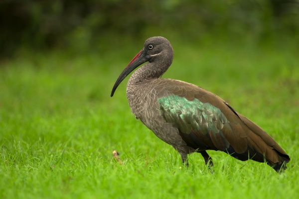 ibis bialowasy