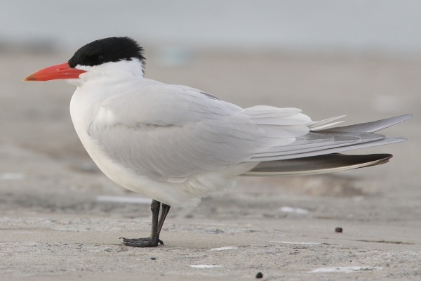 Caspian tern