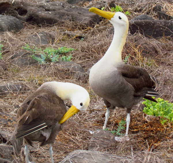 Albatros galapagoski