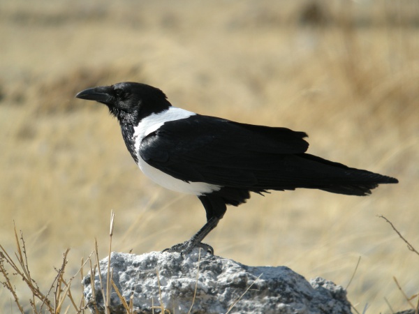 corvus albus